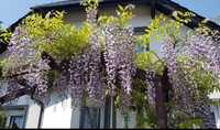 Wisteria fioletowa