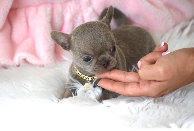 Chihuahua piekny malutki liliowy piesek