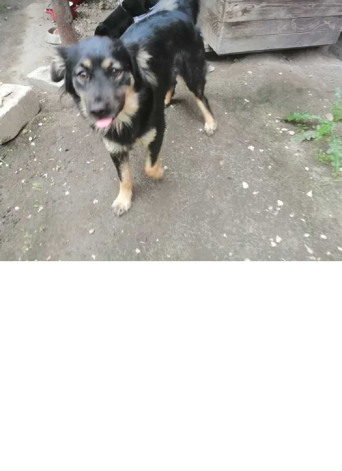 super pieski do adopcji