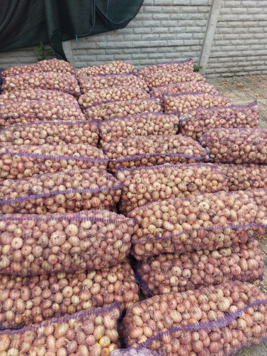 Продам цибуля Штутгарт