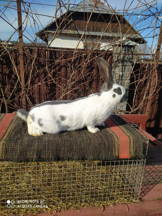 Кролики породи НСВ