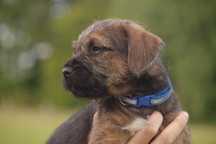 Border terrier - szczenię - hodowla ZKwP (FCI)