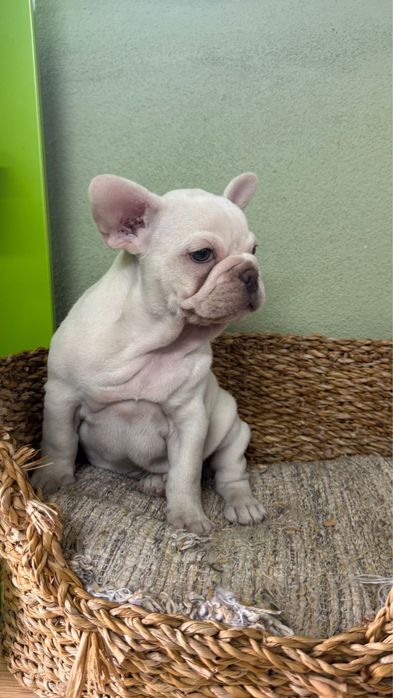 Menino BulldogFrances Creme