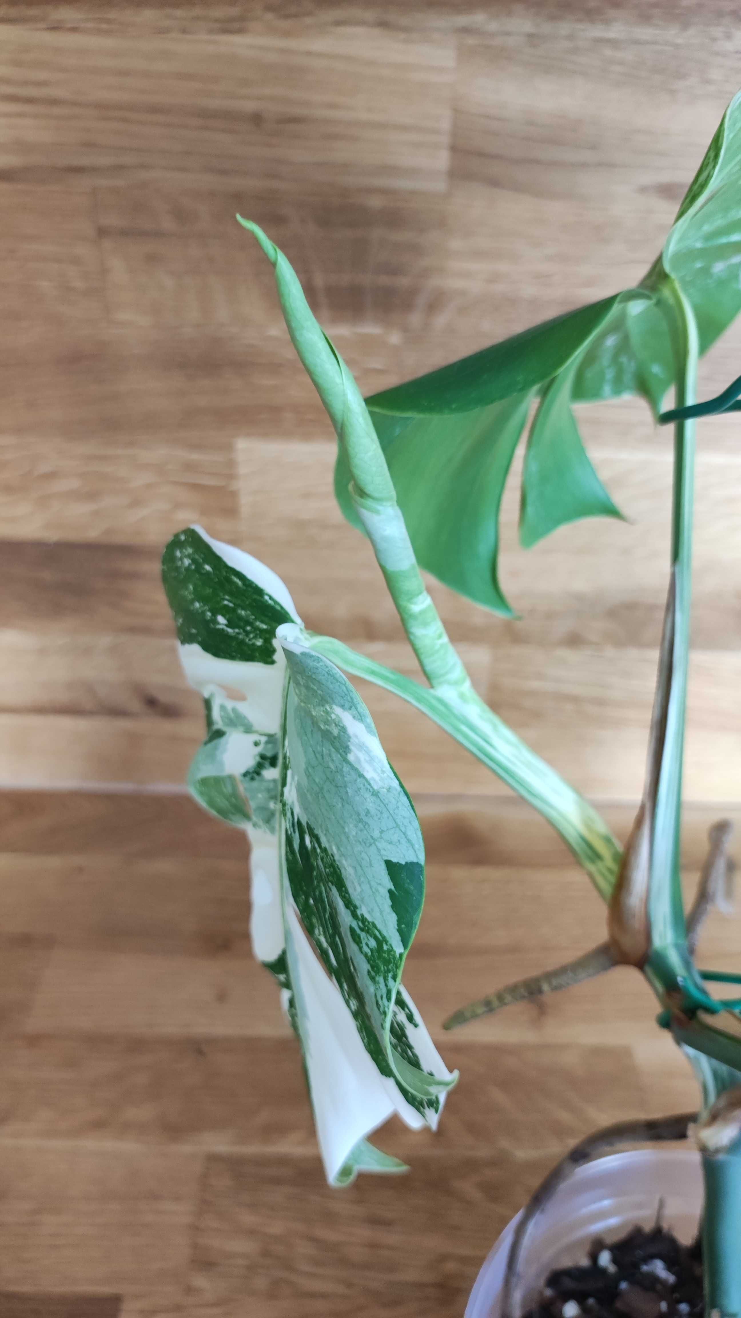 Monstera Thai Constellation oraz Monstera Deliciosa Variegata