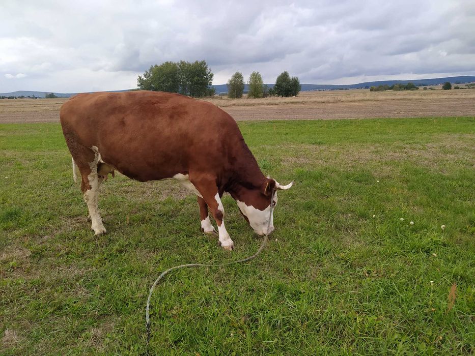 krowa simental mleczny na ocieleniu