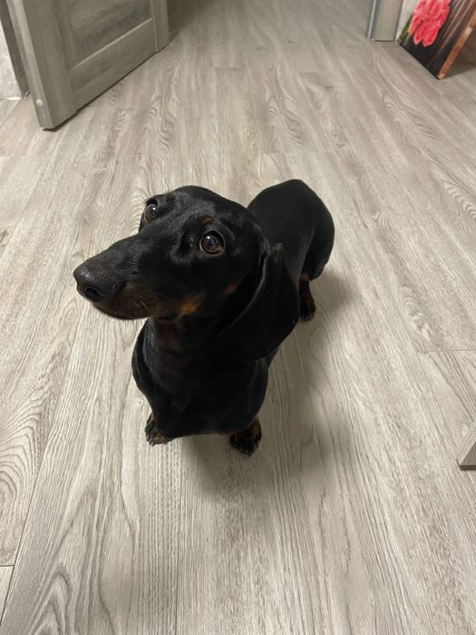 Вʼязка чистокровної такси