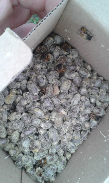 Pszczoły kokony pszczoła murarka ogrodowa zapylacz trzmiele trzcina