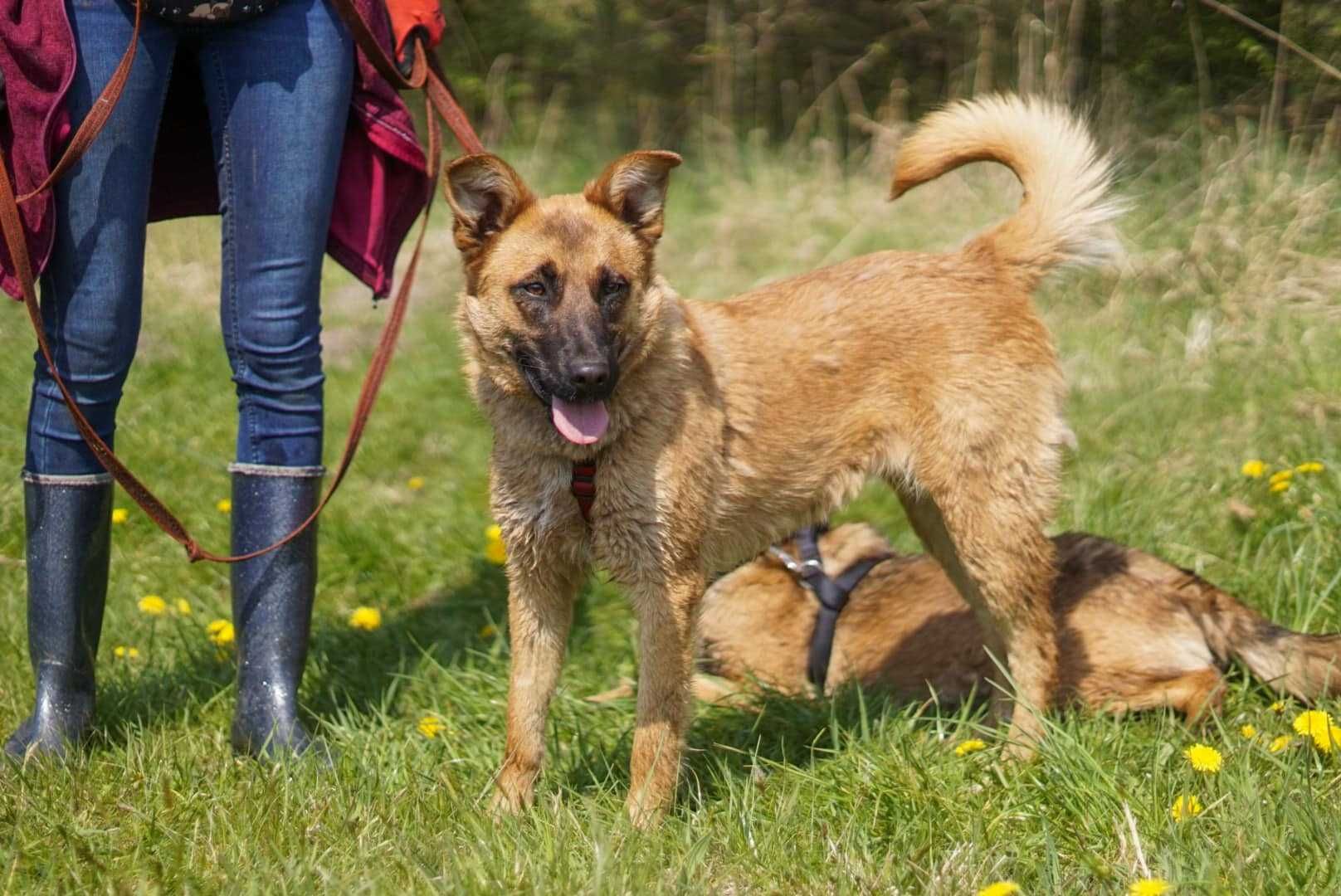 Rajka i Zulka- roczne siostry w typie owczarka belgijskiego do adopcji