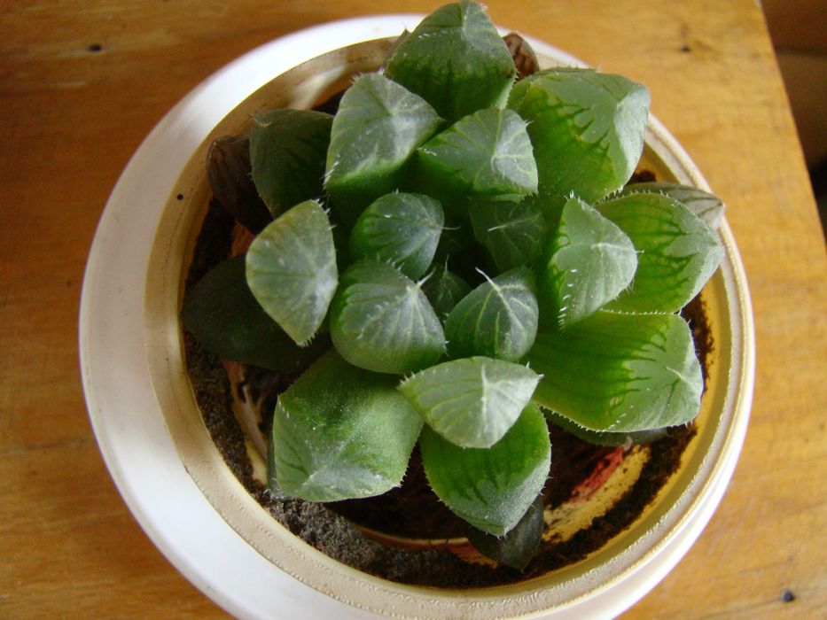 хавортії Купера, алое Дескоингса, седум Нуссбаумера