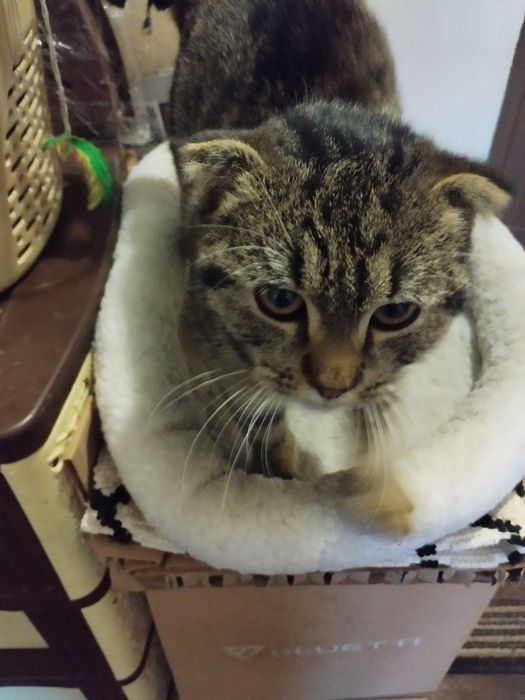 Нащадок Скоттіш фолд сподівається знайти люблячу родину