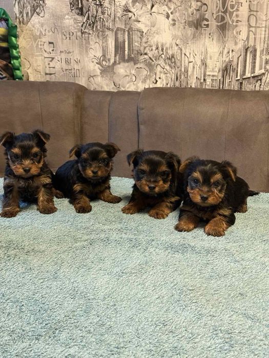 Продам міні Йорків