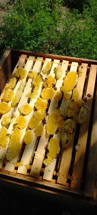 Продам мёд, пчелосемьи,  пчеломатки/Бджоломатки