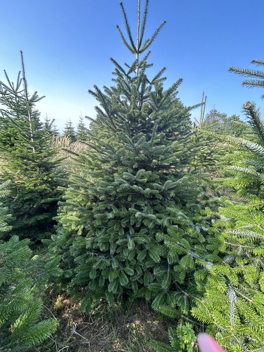 Polskie jodly-choinki -plantacja -GAŁEZIE NORDMN NOBILIS