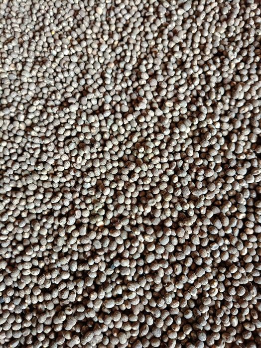 Sprzedam łubin slodki