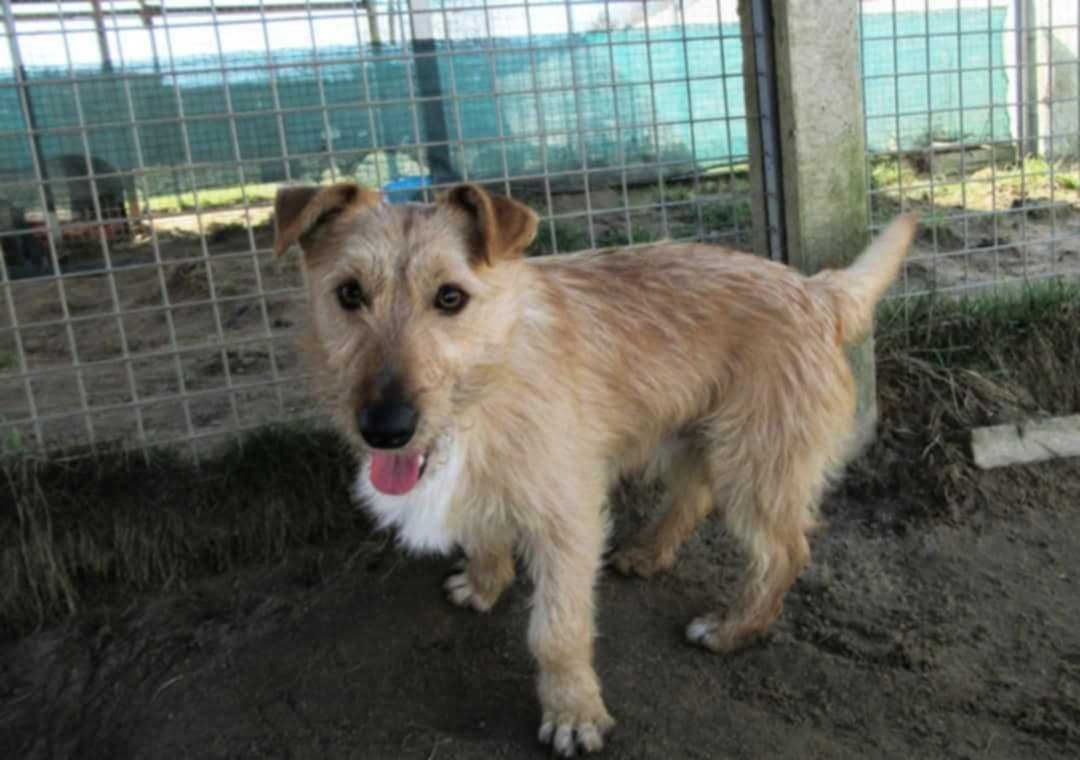 Mały, delikatny KREMUŚ szuka domu !! Do adopcji !!
