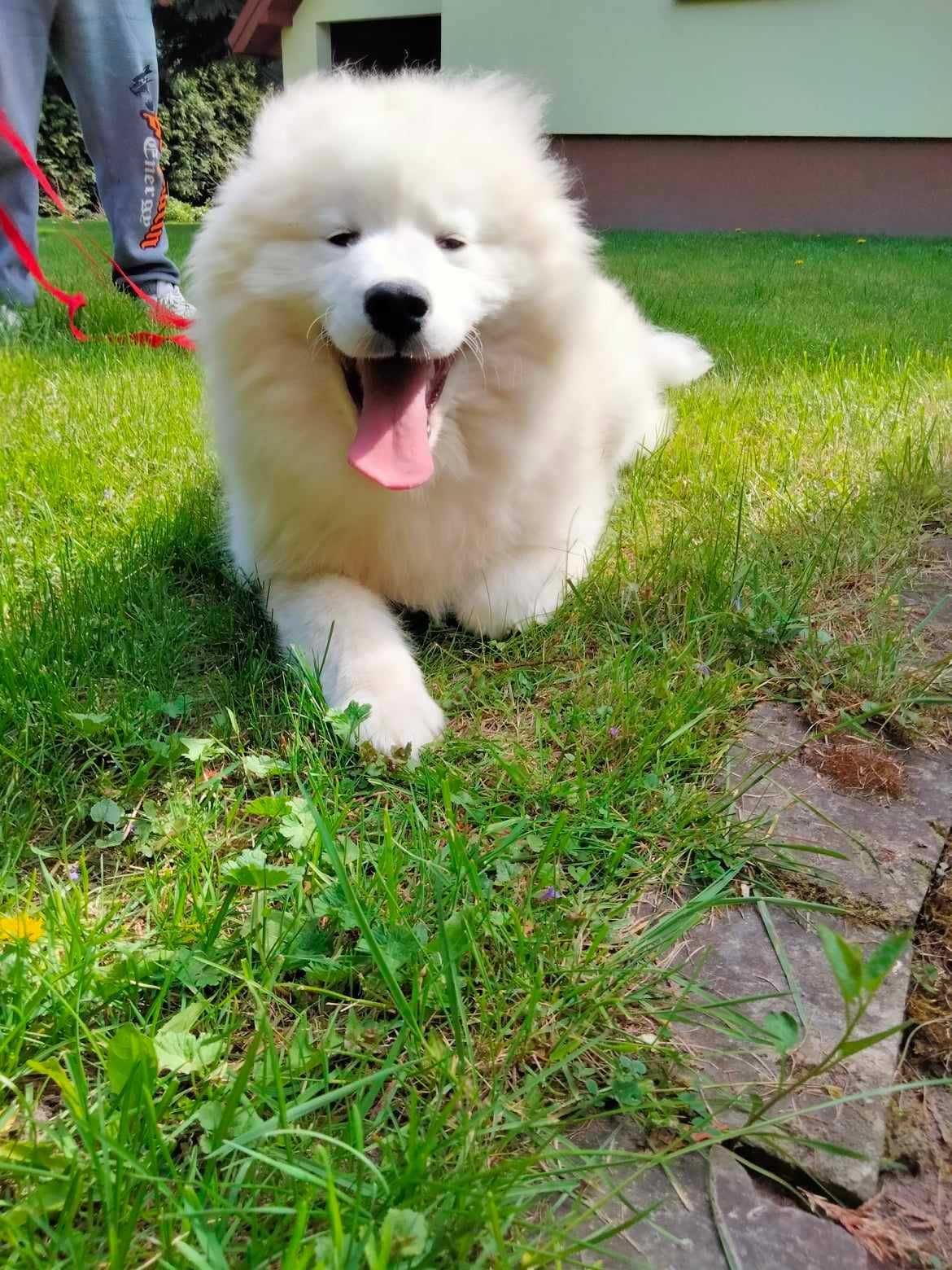 Samojed Samoyed dziewczynka ZKwP (FCI)