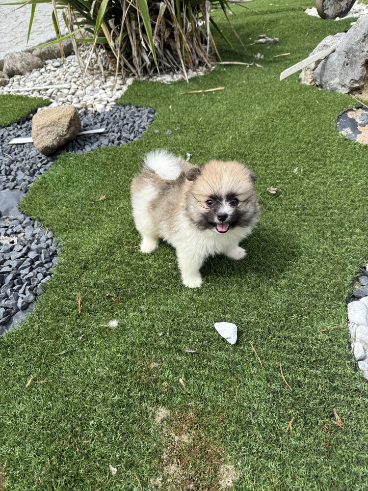 Lulu da poumorania miniatura