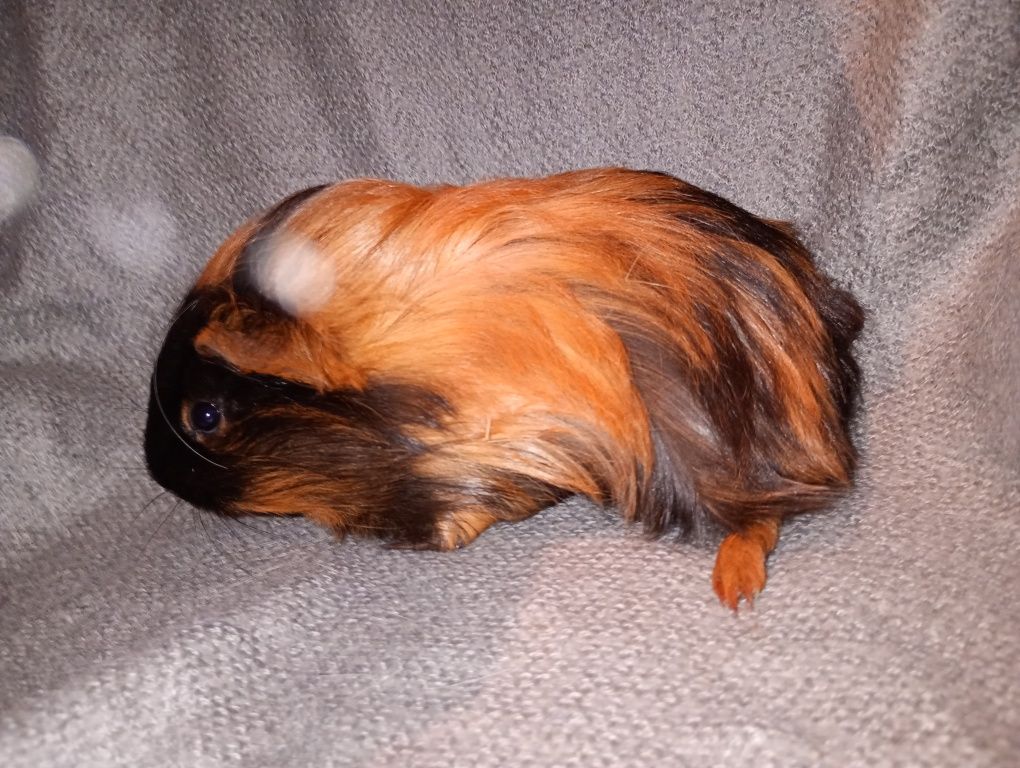 SHELTIE samiczka długowłosa młoda świnka morska