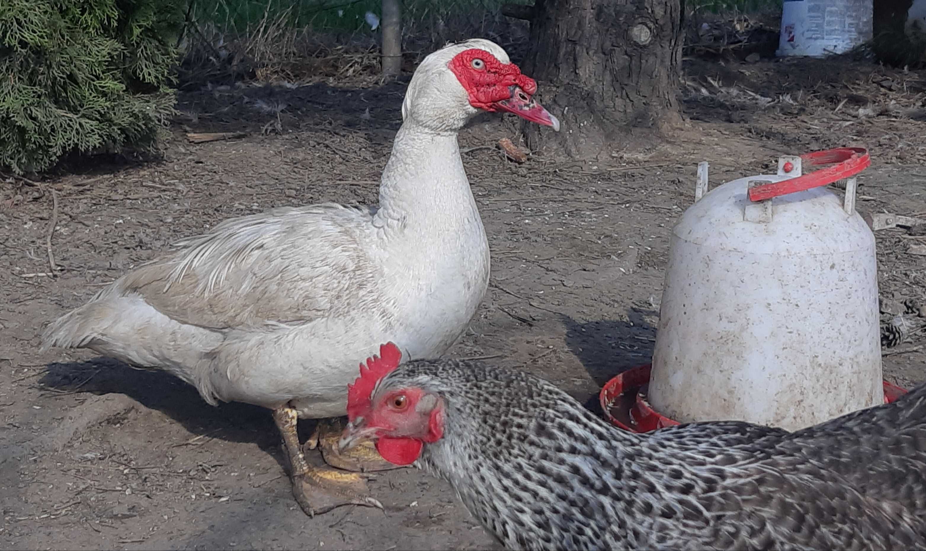 Jaja lęgowe kaczek francuskich świerze