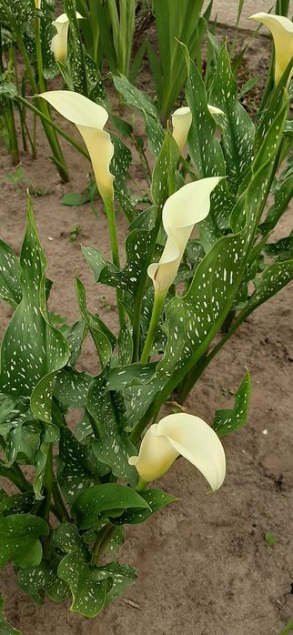 Продаю свої дрібні клубні кали білої. Калла біла. Кала. Калли