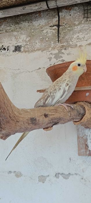 Vendo caturra nova