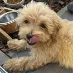Uroczy piesek maltipoo