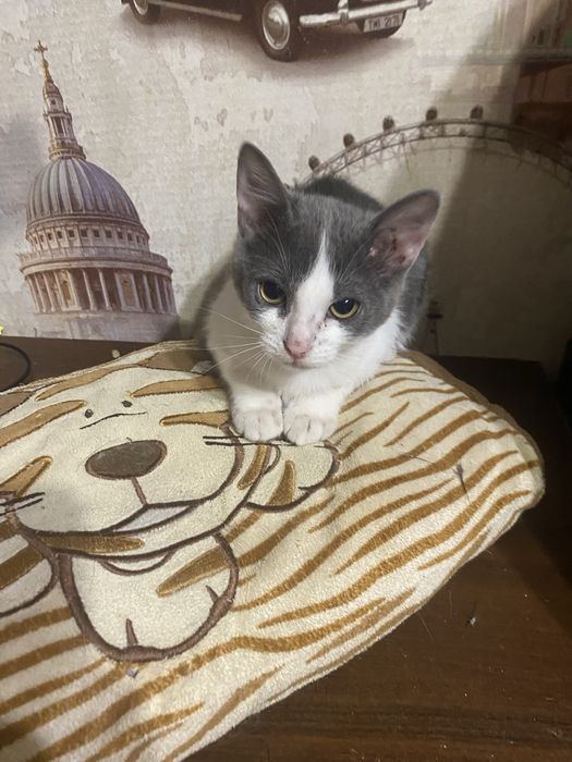 Кошеня в пошуках родини