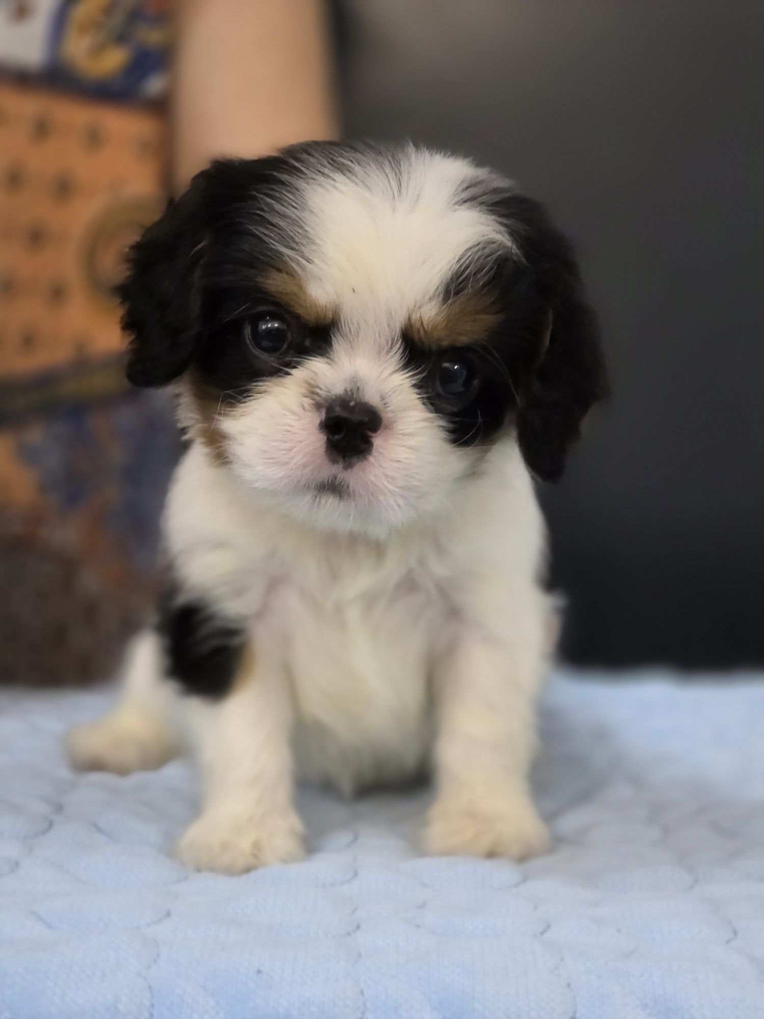 Cavalier King Charles Spaniel