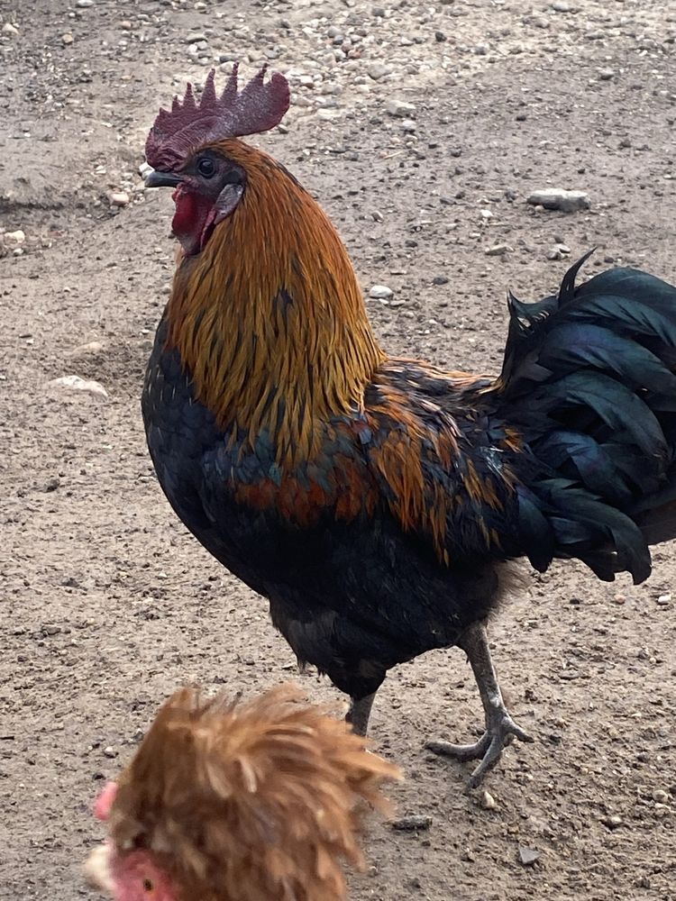 Silki, Bantamki sprzedam