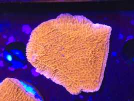 Montipora Talerzowa Czerwona Koralowce Akwarystyka Morska Poznań