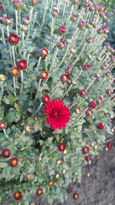 Chryzantemy chryzantema Wadowice