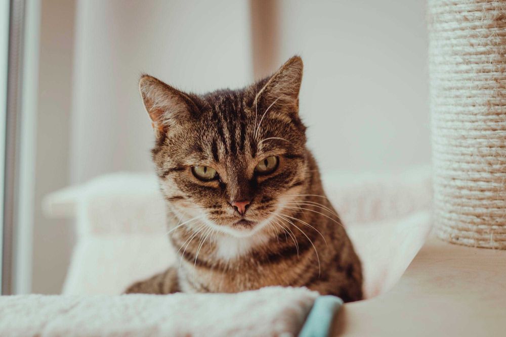 Brzoskwinka wygrała życie teraz szuka swojego miejsca w świcie