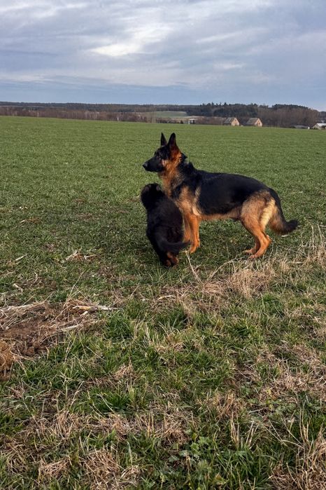 szczeniak owczarek niemiecki