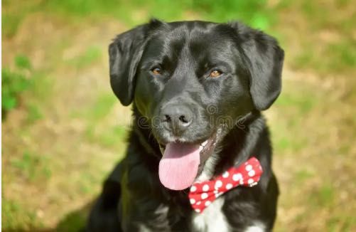 Labrador traçado com galgo