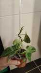 Philodendron hederaceum var oxycardium VARIEGATA