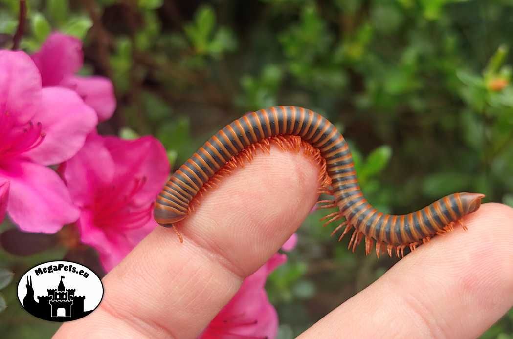 Krocionóg Atopochetus spinimargo Wije Stonoga Skoczogonki Ekipa Ślimak