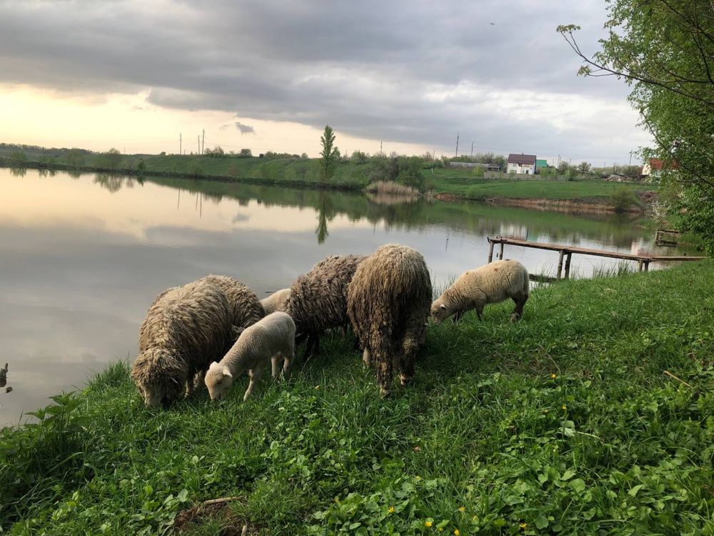 Вівці мірінос романовські