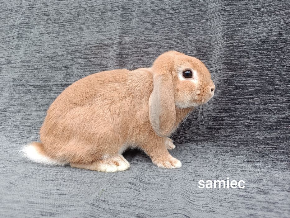 Króliki karzełki baranki miniaturki