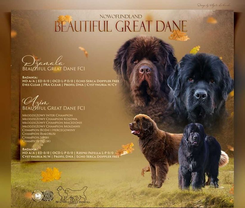 Nowofundland , nowofundlandy Szczenięta ZKwP/FCI