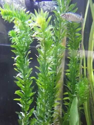 Planta para Aquário água doce