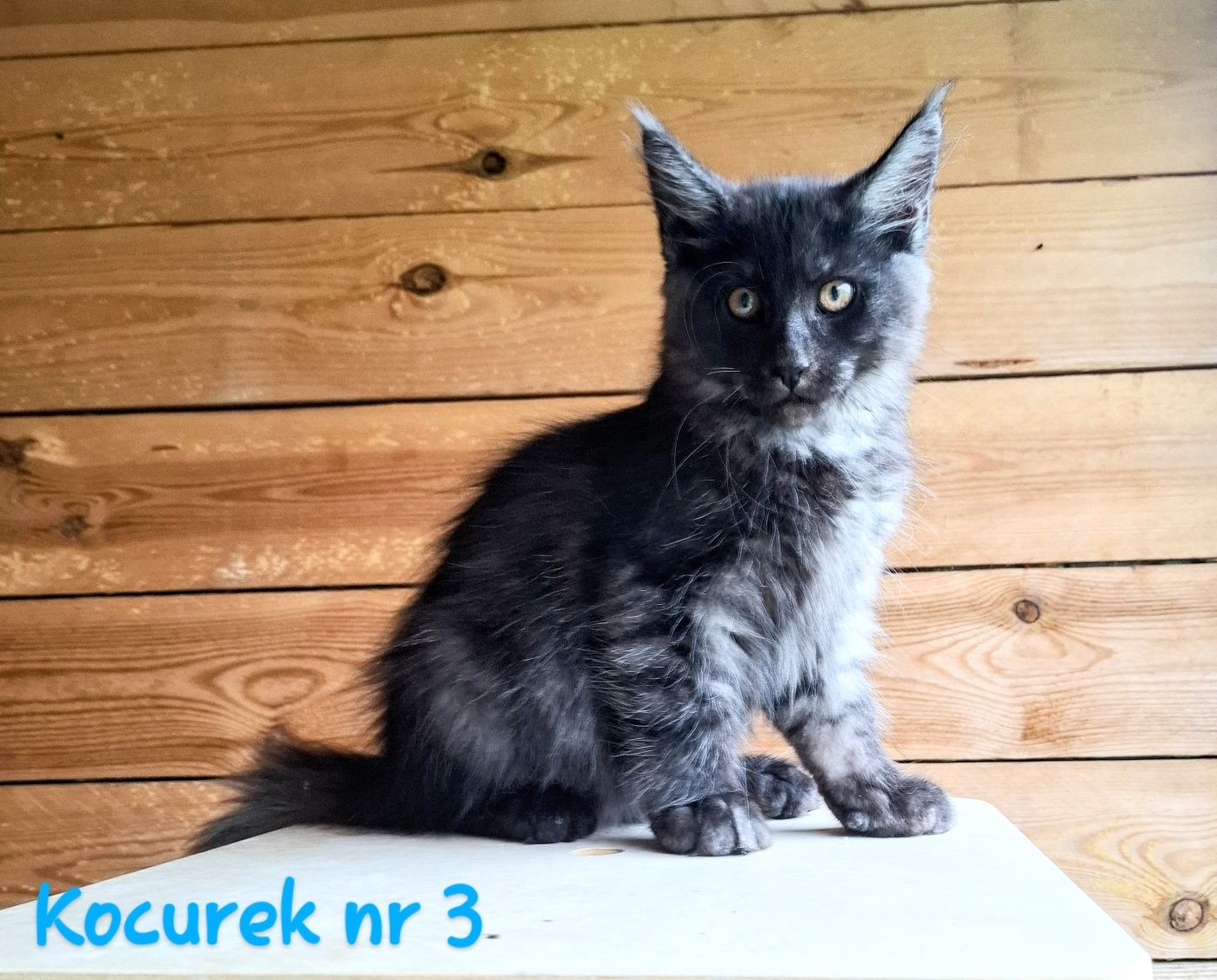 Śliczne kocurki Maine Coon FPL