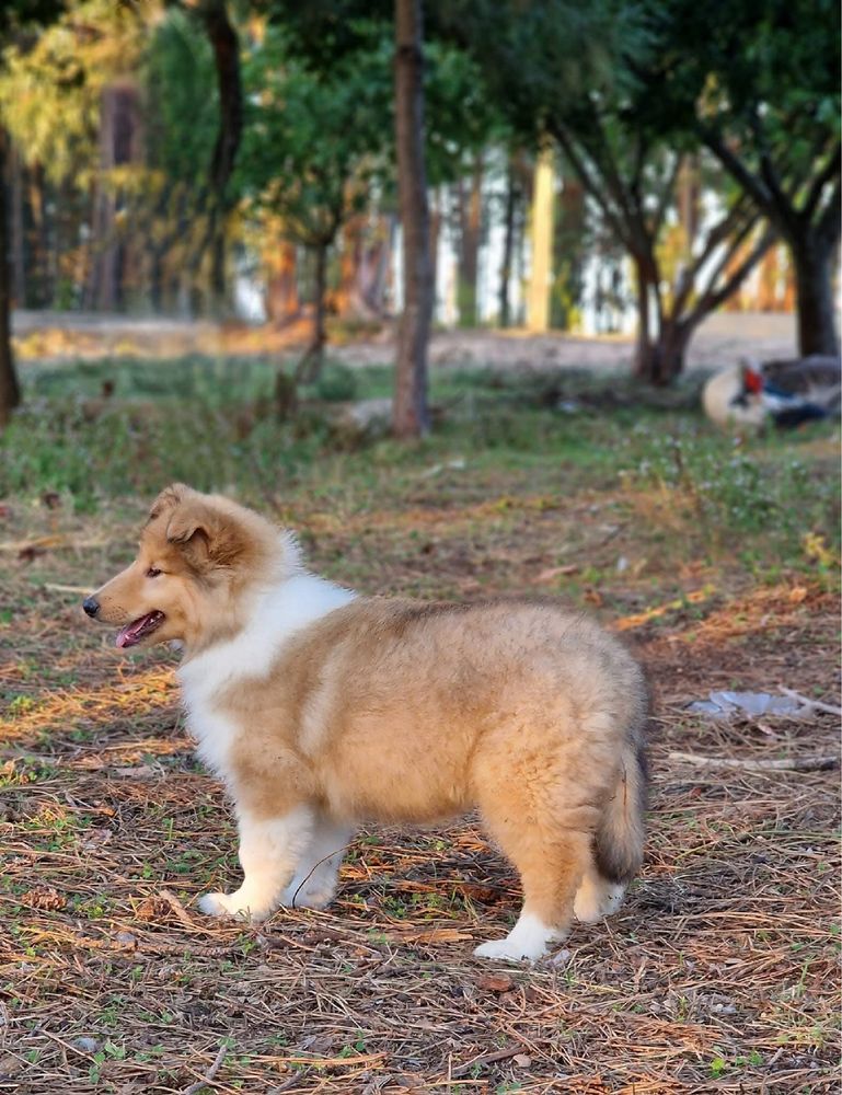 Rough collie macho fulvo testado ADN excelente qualidade