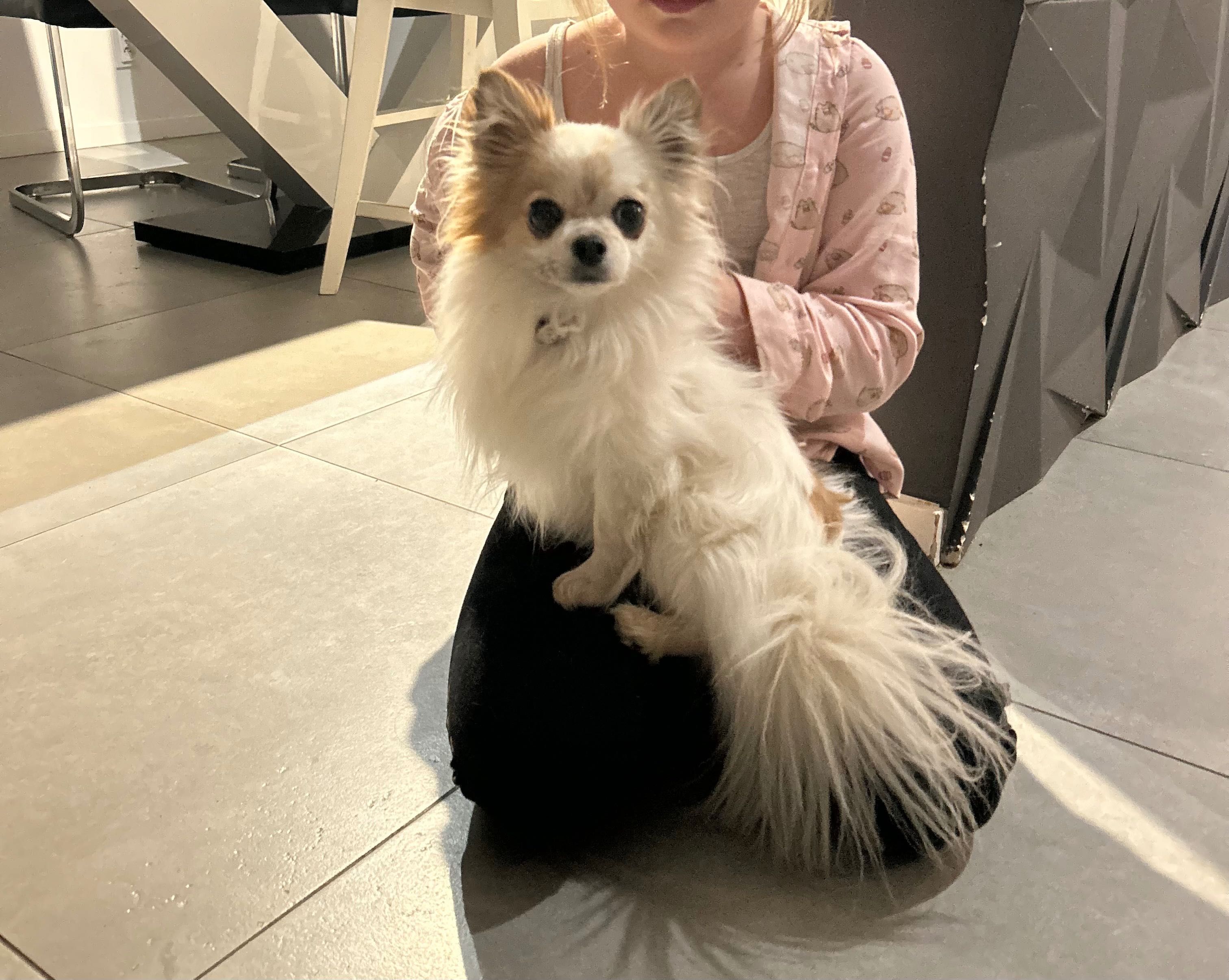 Reproduktor Chihuahua