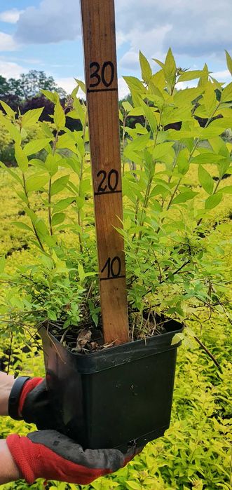 Tawuła japońska Goldmound na żywopłot, żółta, gold.