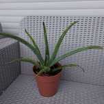 Vendo vaso aloe vera