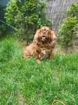 Dorosła Suczka cavailer king spaniel