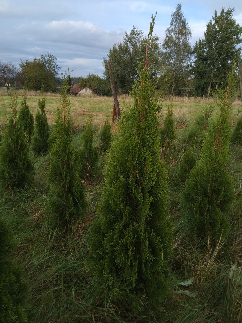 Thuja Szmaragd 120 cm