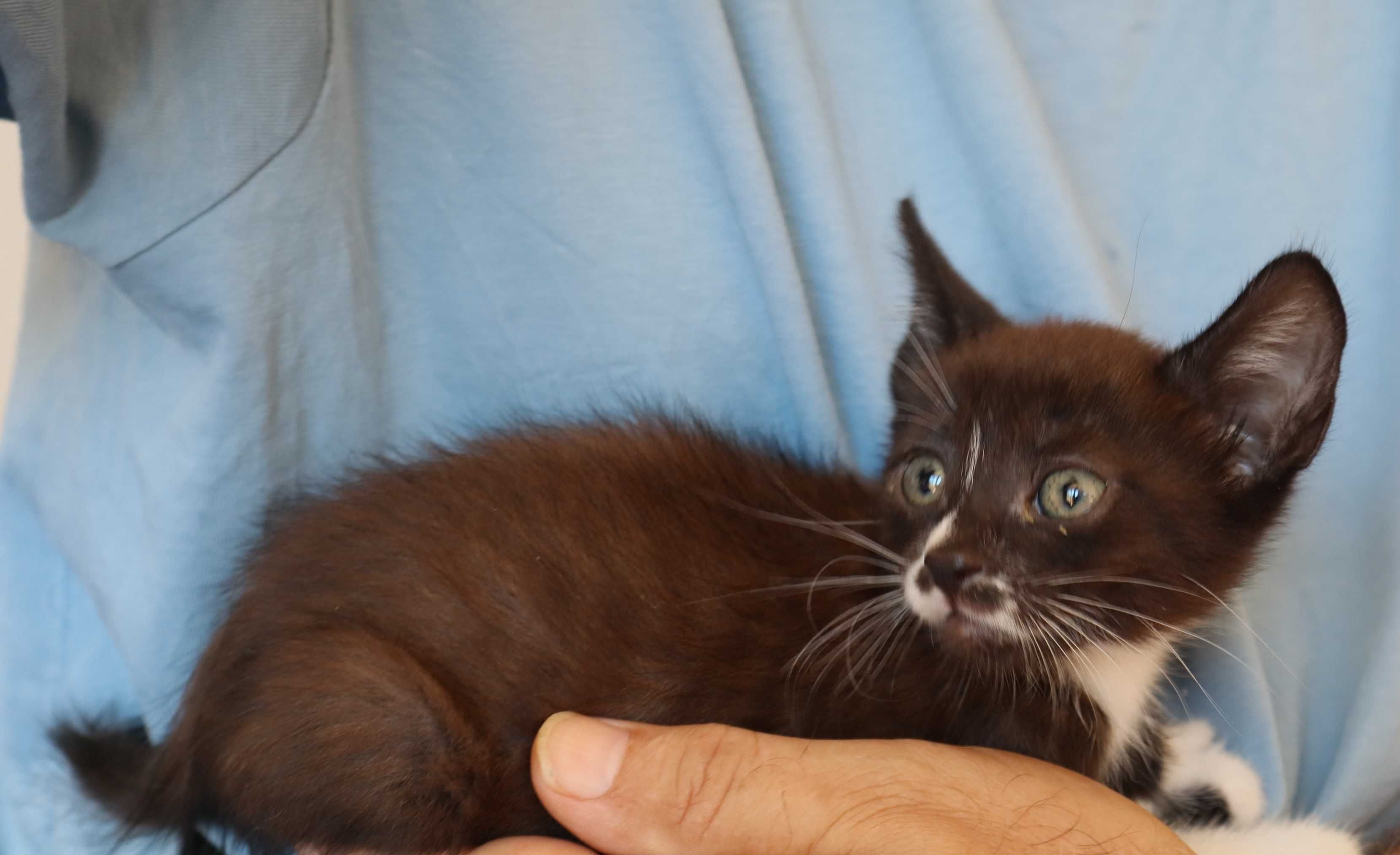 5 Gatinhos para Adoção Responsável – Tavira (Algarve)
