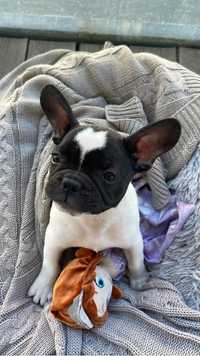 French bulldog 3 meses