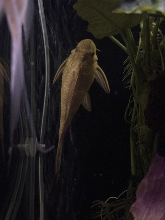 Glonojady plekostomusy 4 sztuki